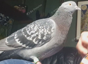 Pigeon