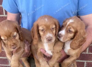 DNA test Cocker spaniel