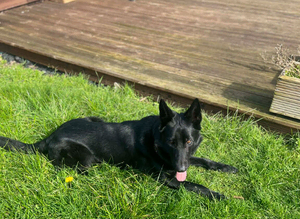 german shepherd for stud