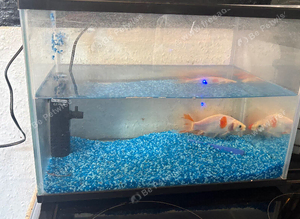 Fish tank and 2 fish