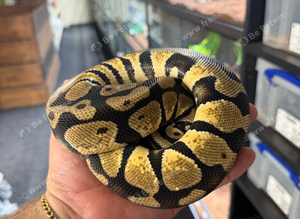 Royal Pythons Various Morphs