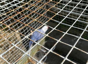 Indian ringnecks