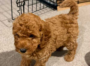 Poodle