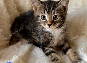 Meet the Shelby Kittens
