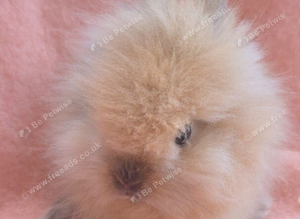 Netherland dwarf , mini rex lionhead kits