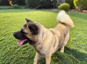 KC Registered Male Akita