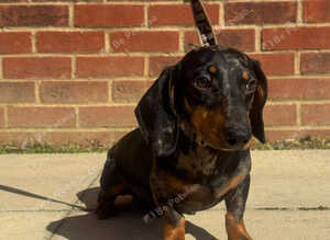 Amazing black/tan dapple boy