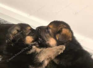Stunning and strong German Shepherd puppies