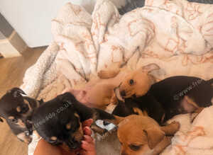 Chihuahua x Pom for puppies for sale