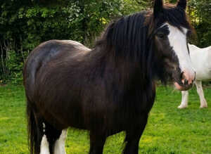 Beautiful HW Traditional Blagdon Cob Mare - *Project/Brood/Companion*