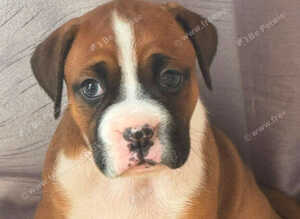 Boxer girl looking for a forever home