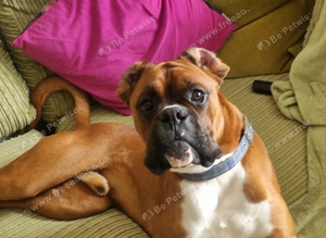 Boxer stud
