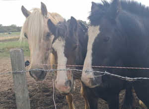 Grazing or sole. Use yard needed
