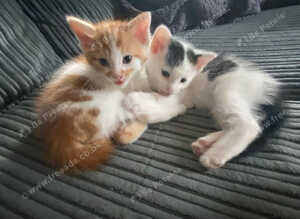 Kittens for sale ready now