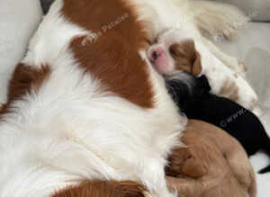 Cavalier King Charles spaniel puppies health tested parents