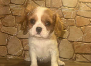 Last girl! Cavalier King Charles spaniel girl