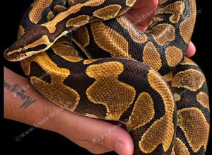 Enchi het lavender albino proven breeder female