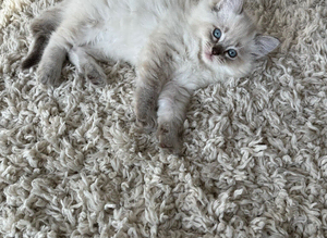 Purebred ragdolls