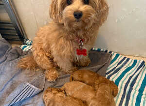 Four stunning maltipoo pups teacup size