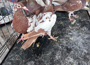 Pigeons for sale