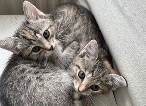 2 little white/grey&rsquo;s