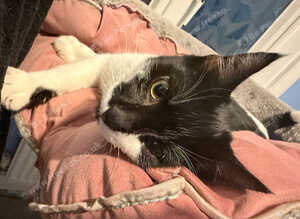 Boy kitten for sale