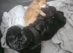 Cockapoos puppies for sale
