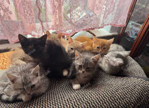 Half Persian 7 Kitten Mixed Littter (Offers Accepted)