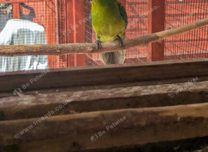 Kakarikis for sale