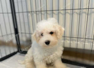 Bichon frise puppy for sale