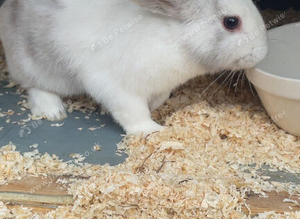 Little boy rabbit