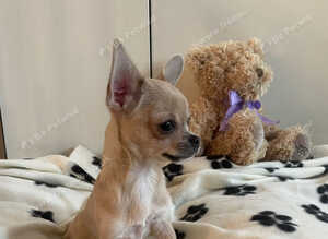 Tiny Chihuahua Boy