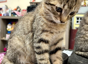Playful, loving kittens for sale