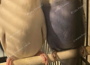 White budgie