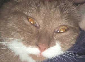 Rare Cinnamon British Shorthair