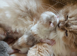 Adorable Scottish Fold Kittens
