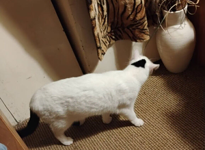 Mainly white cat Missing