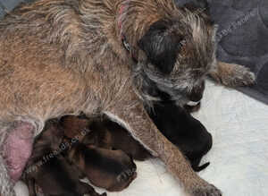 Border terrier puppies