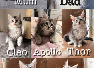 Beautiful Maine Coon Kittens