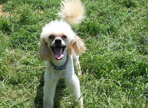 Apricot Toy Poodle Available For Stud