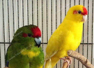 Stunning Kakirikies available