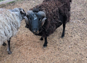 2 handsome rams