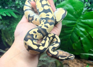Yellow Belly Fire Desert Ghost Royal Python at Birmingham Reptiles