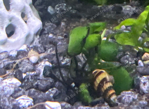 Assassin snails