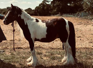 Kind Loving Mini Cob