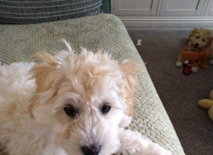 2 Cavapoochon pups