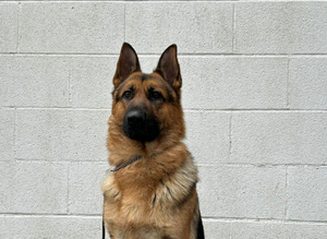 German shepherd for stud