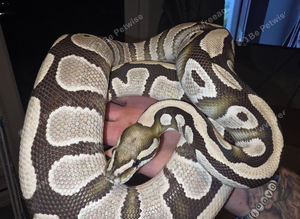 Desert ghost het pied