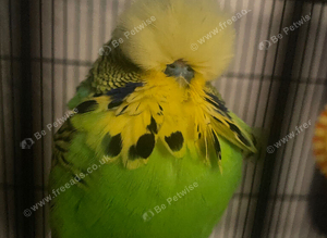 Birds wanted  free or as cheap as possible anything considered