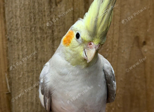 Cockatiel parrot